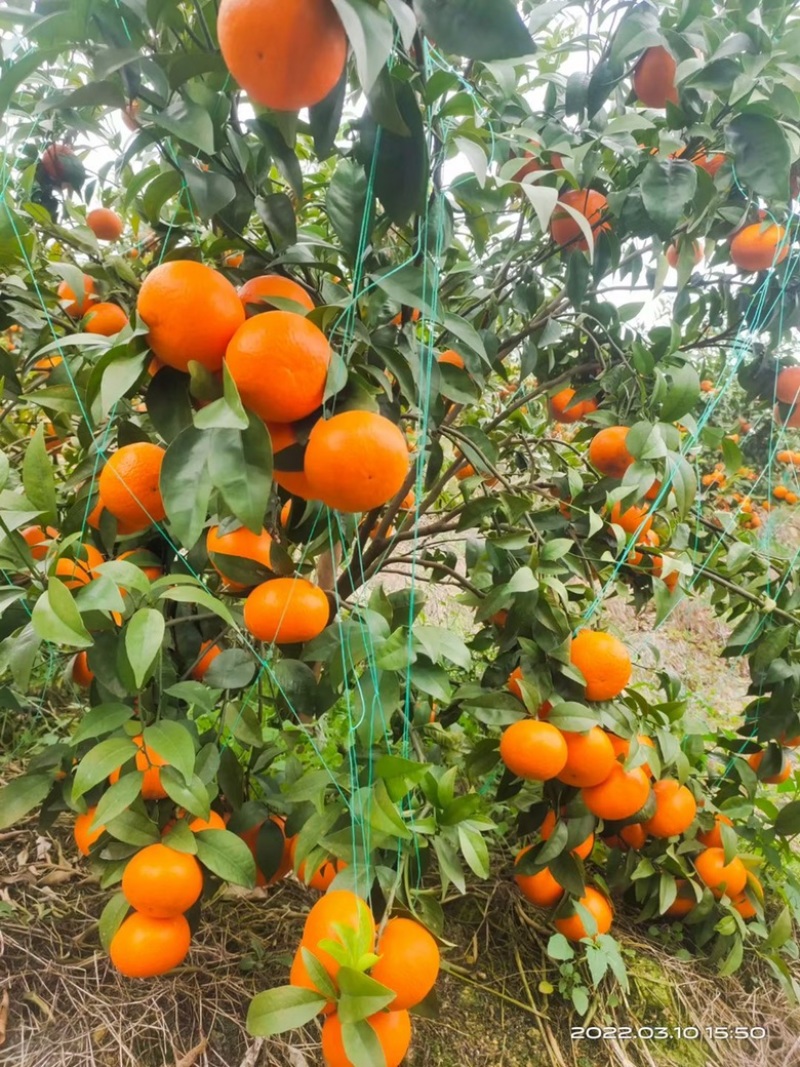沃柑