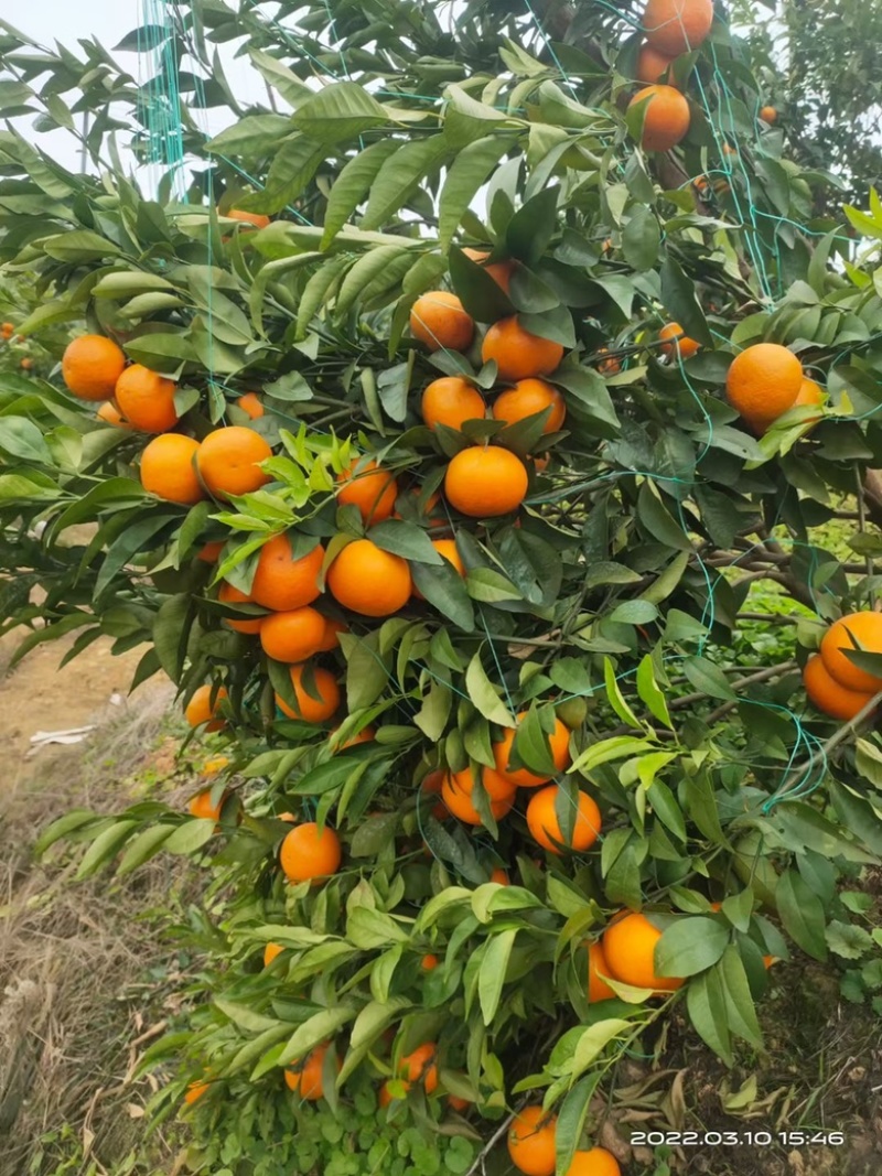 沃柑