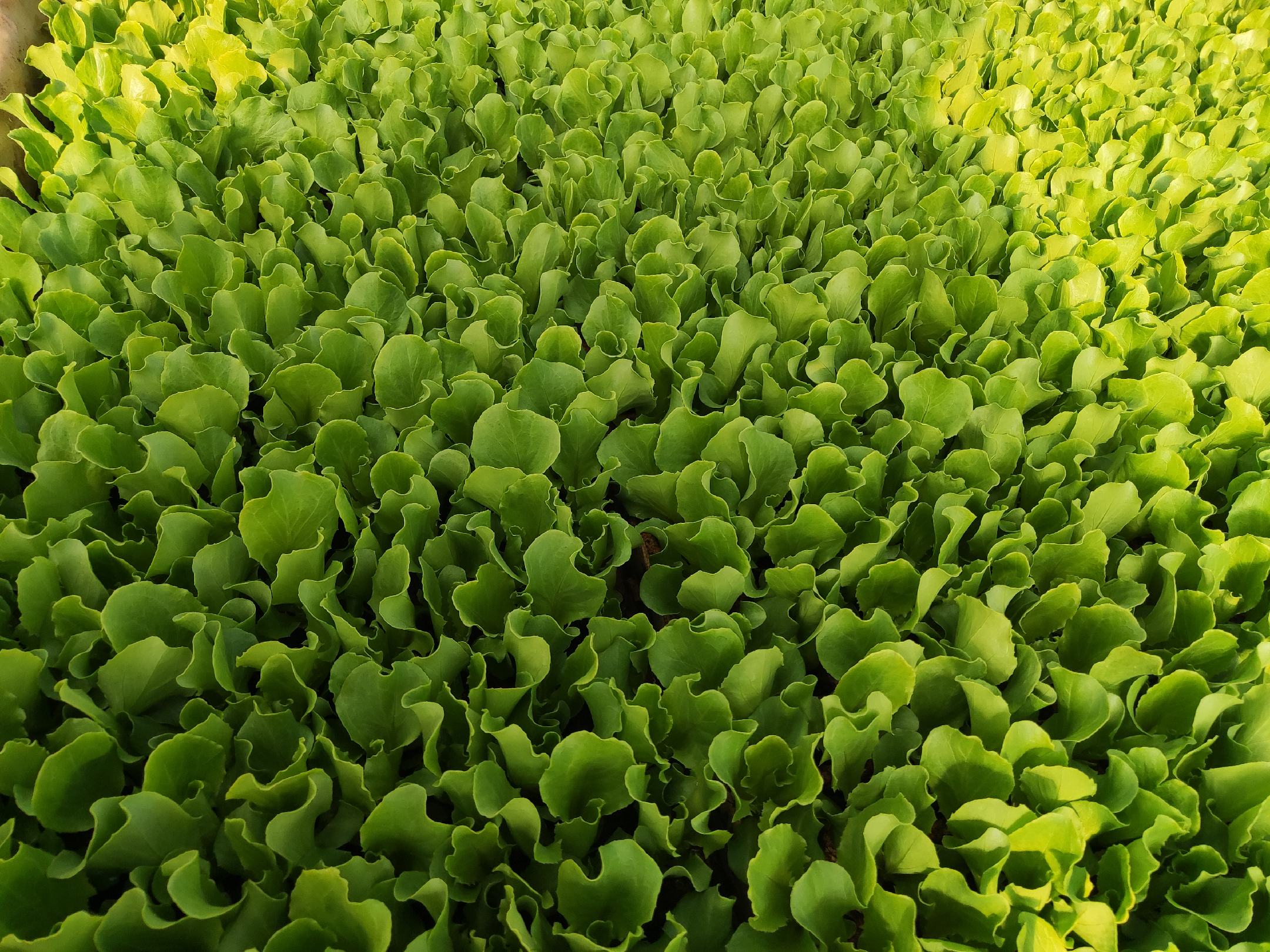 西生菜田间种植场景