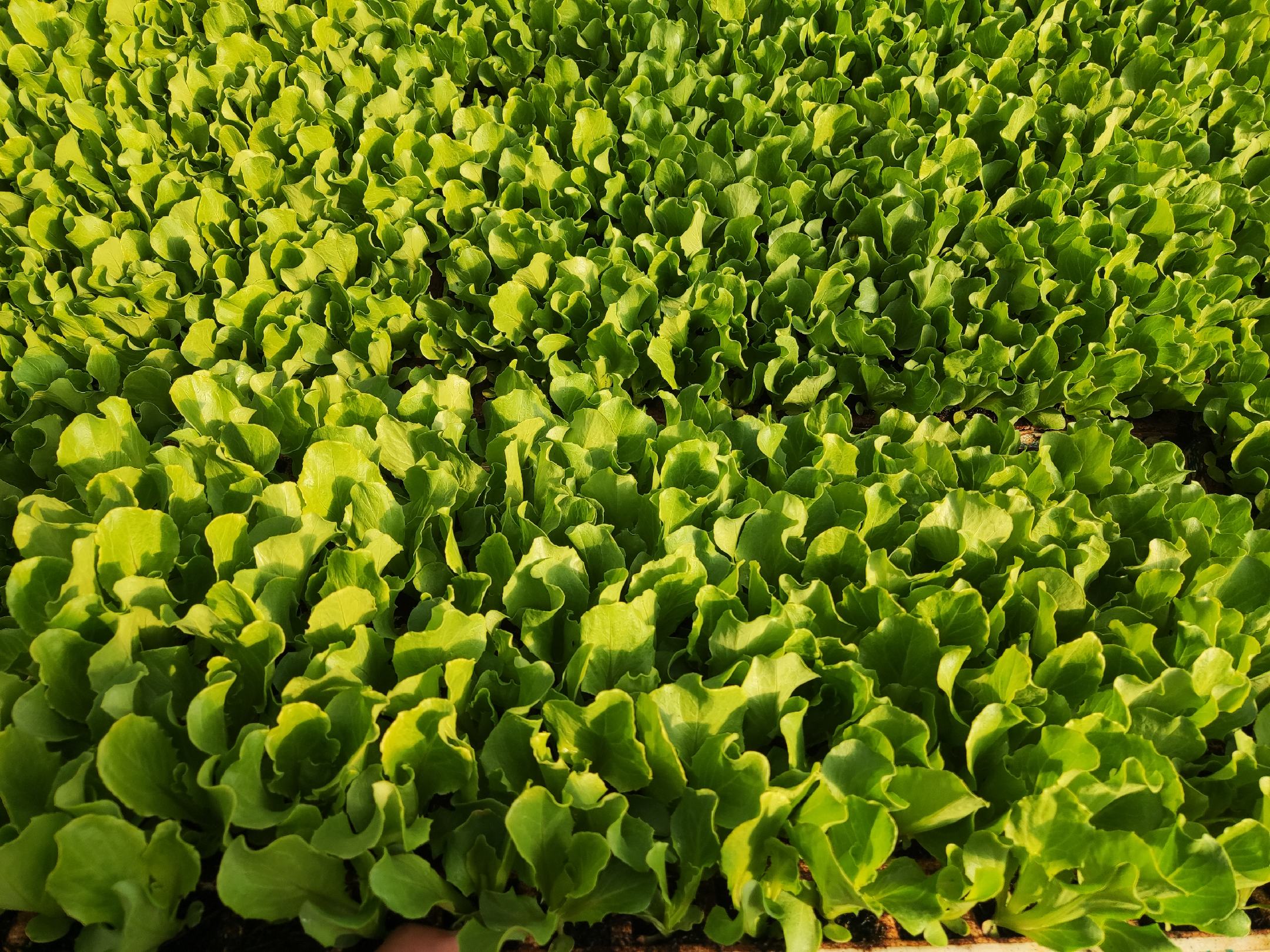 生菜根部变红现象展示