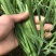 韭菜大叶韭菜一手货源基地直发货源充足保质保量欢迎电话联系