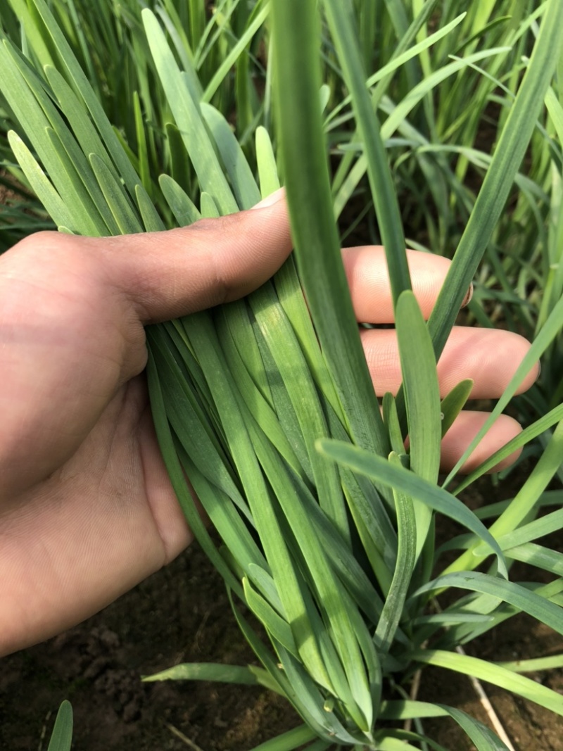 韭菜大叶韭菜一手货源基地直发货源充足保质保量欢迎电话联系