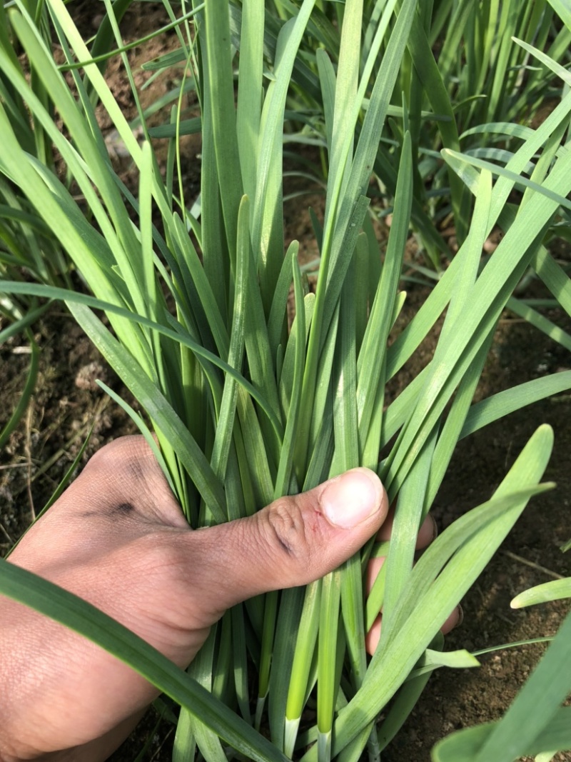 韭菜大叶韭菜一手货源基地直发货源充足保质保量欢迎电话联系