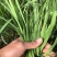 韭菜大叶韭菜一手货源基地直发货源充足保质保量欢迎电话联系
