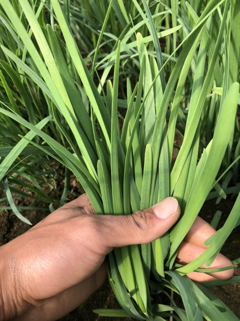 韭菜大叶韭菜一手货源基地直发货源充足保质保量欢迎电话联系
