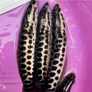 广西水产良种鱼苗场繁殖场长期供应生鱼苗，杂交快大型黑鱼苗