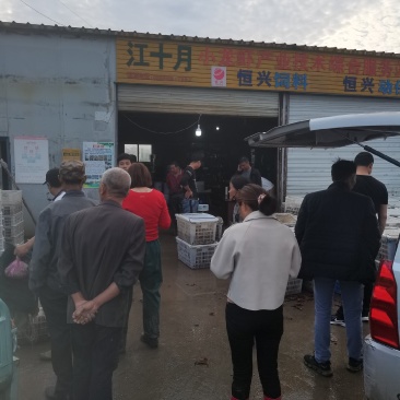 精品小龙虾