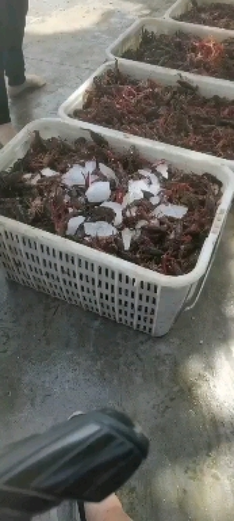 精品小龙虾