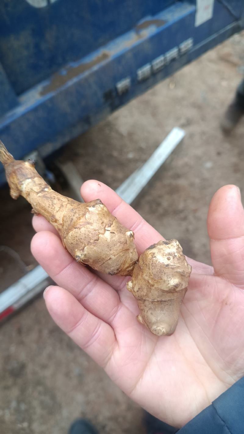 火头根，黄姜，干片，干净芜杂