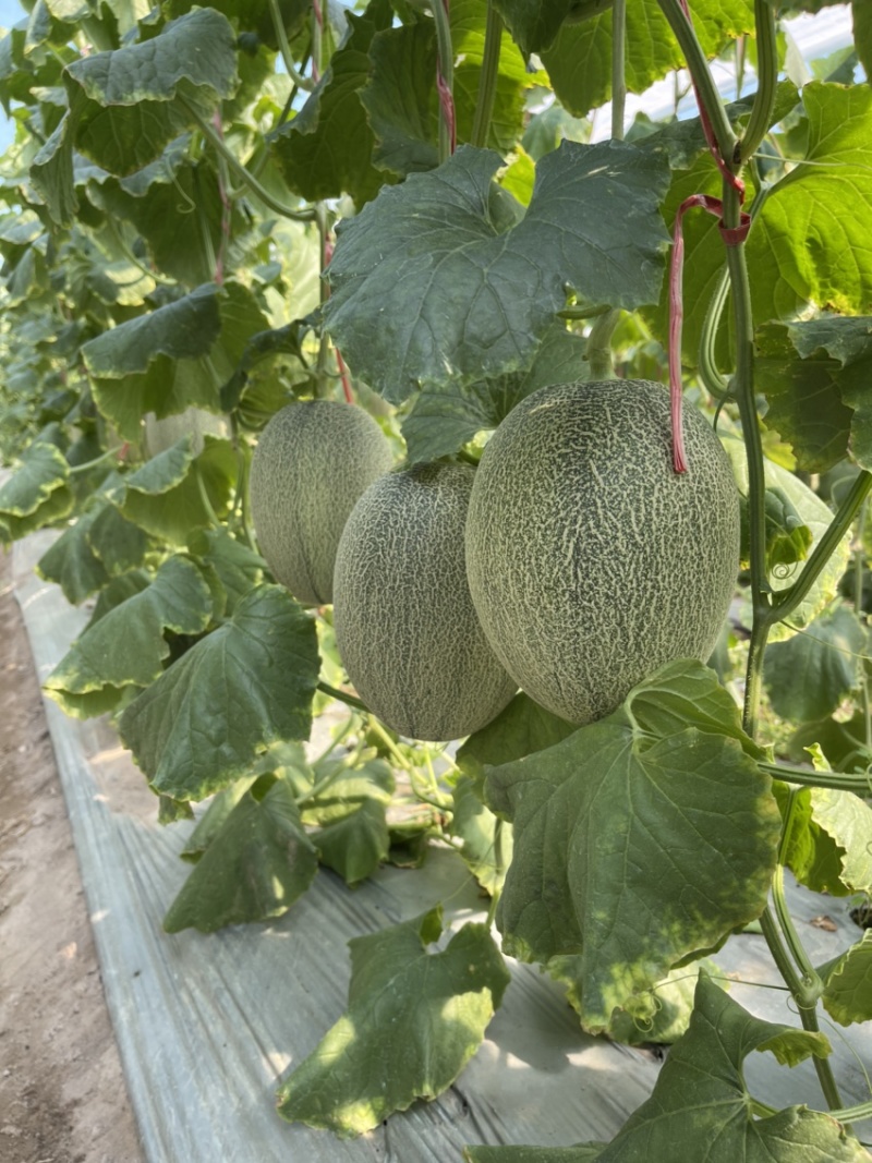 海南哈密瓜小蜜，晓蜜25，基地直供，皮薄多汁