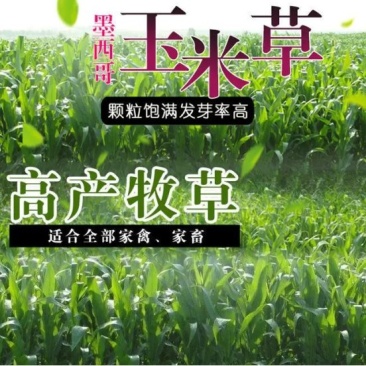 墨西哥玉米草种子畜禽猪牛羊鸡鸭鹅鱼兔牧草青贮饲用牧草