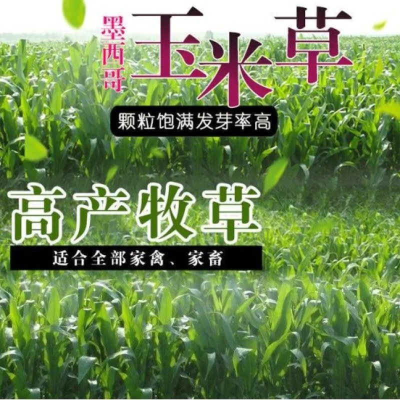 墨西哥玉米草种子畜禽猪牛羊鸡鸭鹅鱼兔牧草青贮饲用牧草