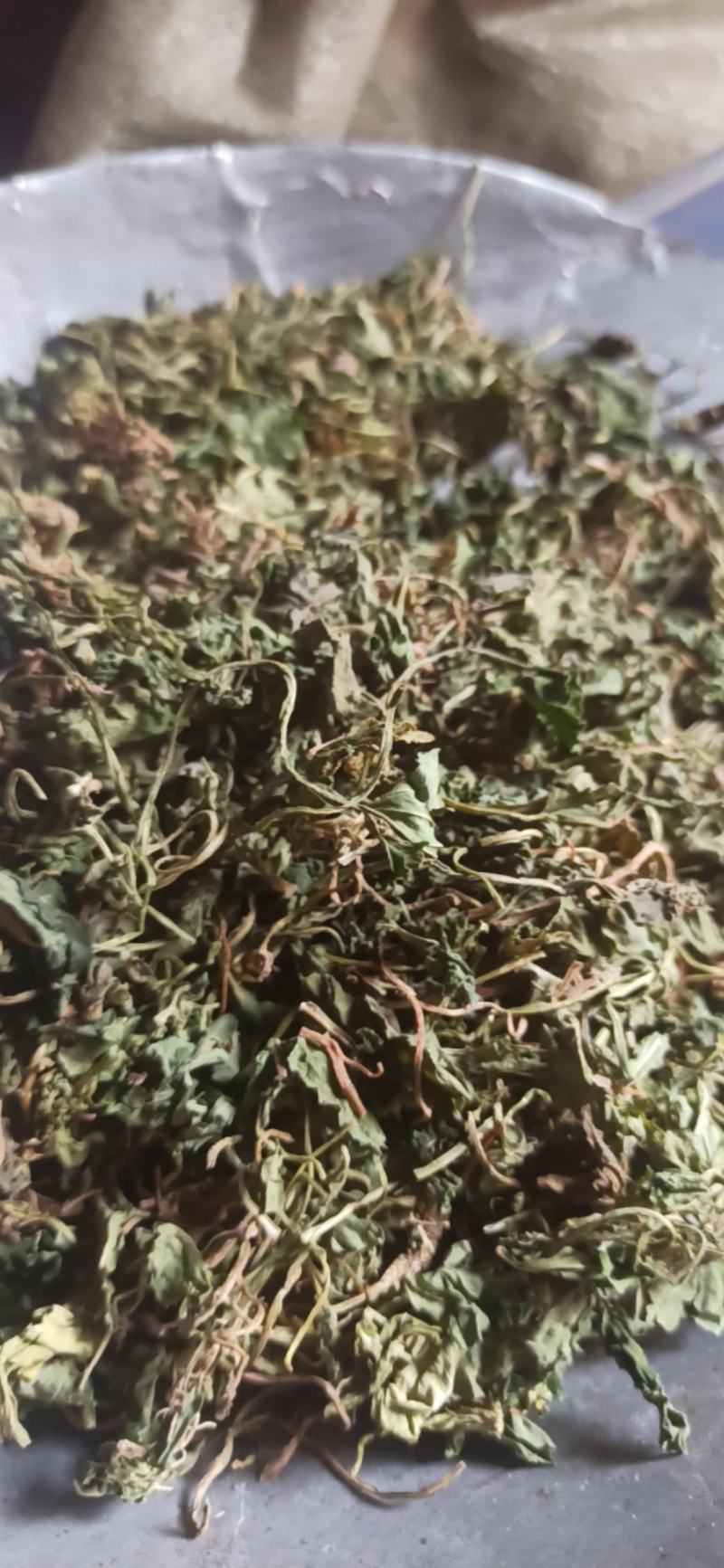紫花地丁地丁中药材批发地丁产地直销质量保证