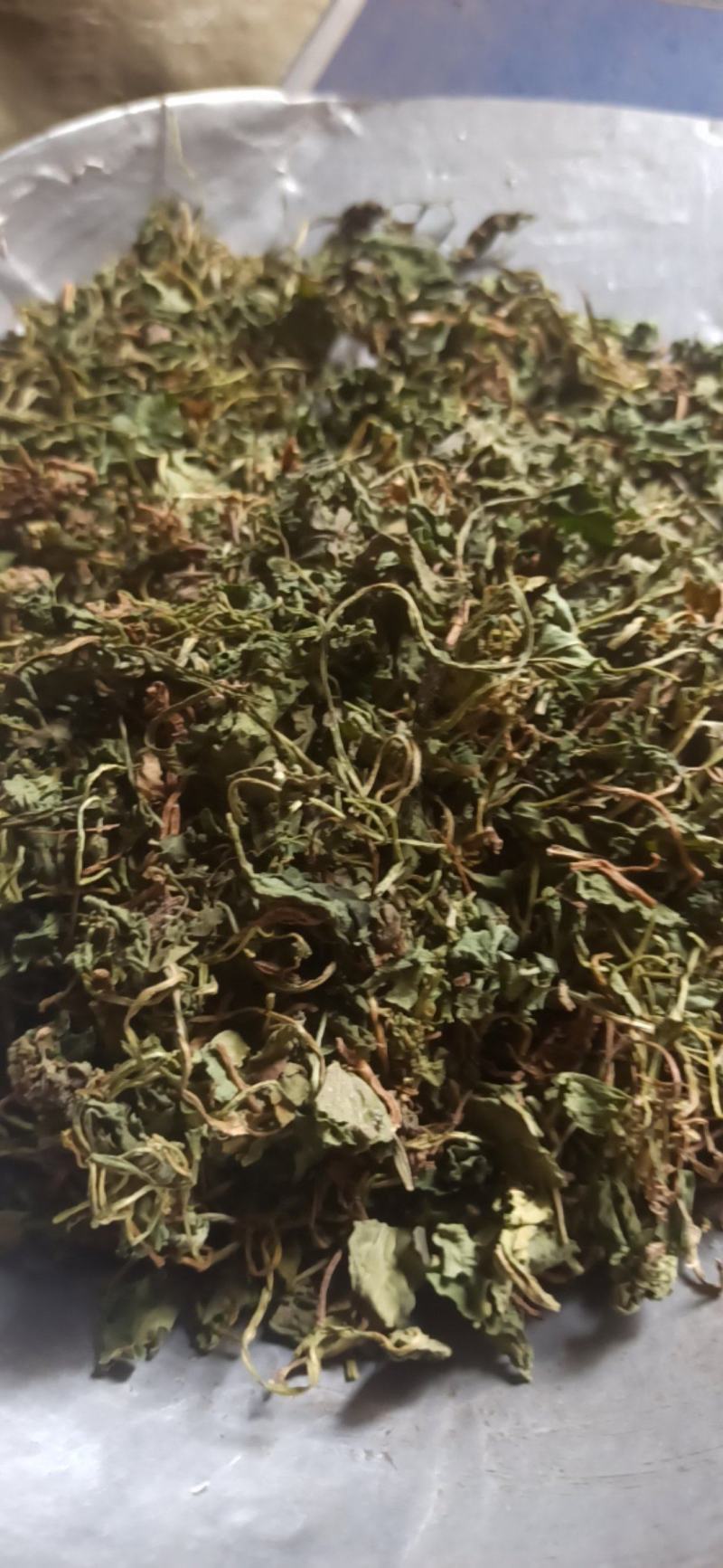 紫花地丁地丁中药材批发地丁产地直销质量保证