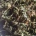 紫花地丁地丁中药材批发地丁产地直销质量保证