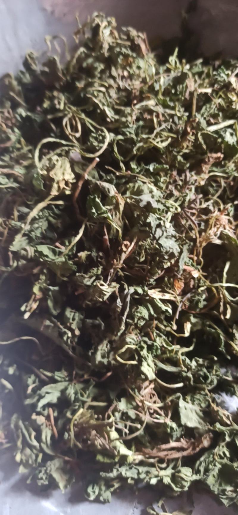 紫花地丁地丁中药材批发地丁产地直销质量保证