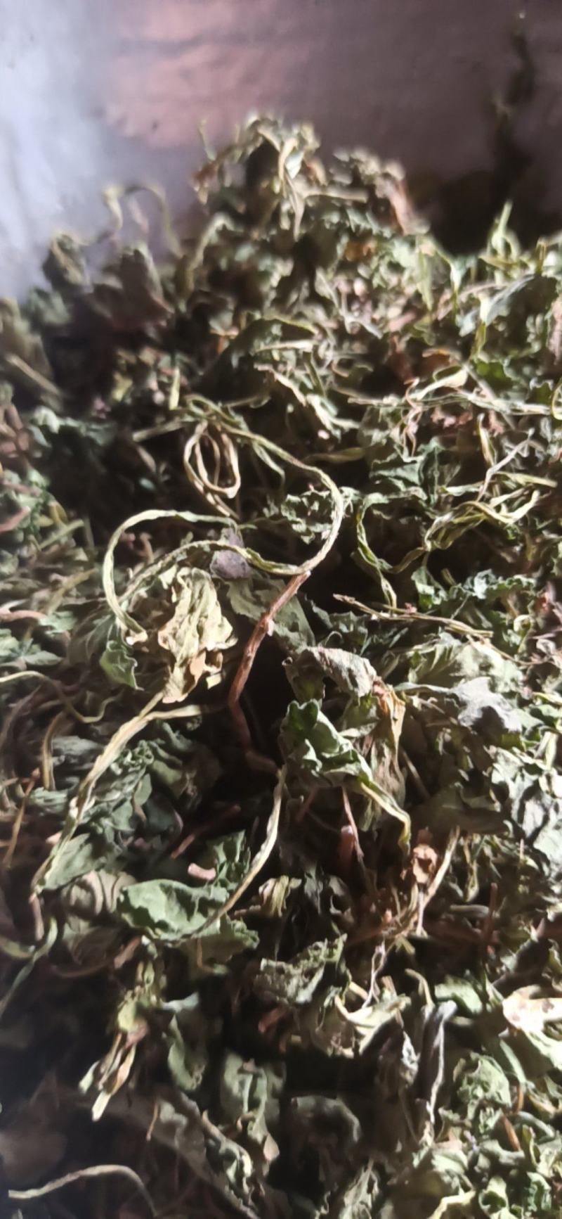 紫花地丁地丁中药材批发地丁产地直销质量保证