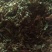 紫花地丁地丁中药材批发地丁产地直销质量保证