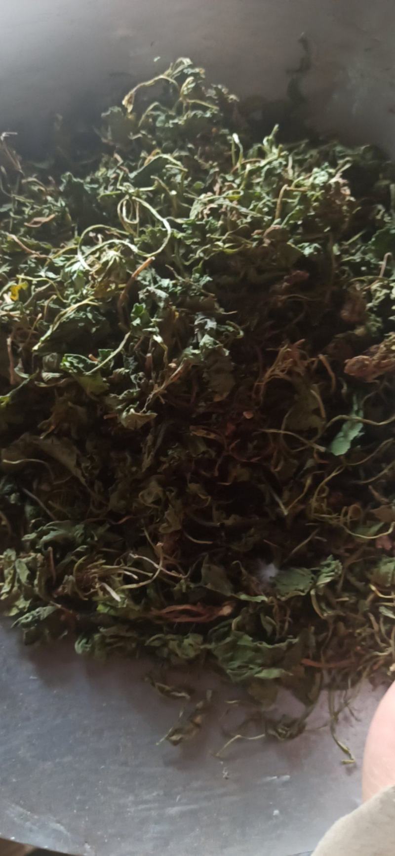 紫花地丁地丁中药材批发地丁产地直销质量保证
