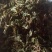 紫花地丁地丁中药材批发地丁产地直销质量保证