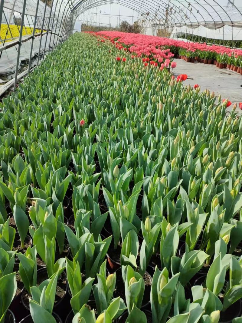 荷兰进口种球郁金香（3棵装）