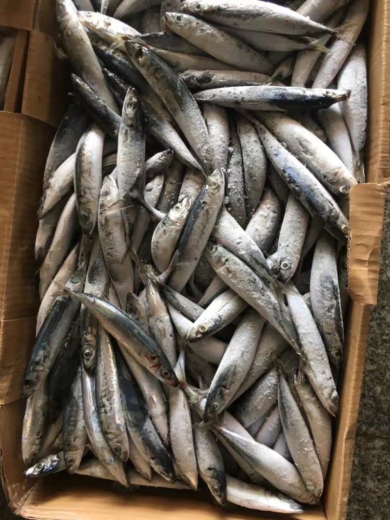 灯光四破竹吧竹叶巴郎鱼20条以内一斤