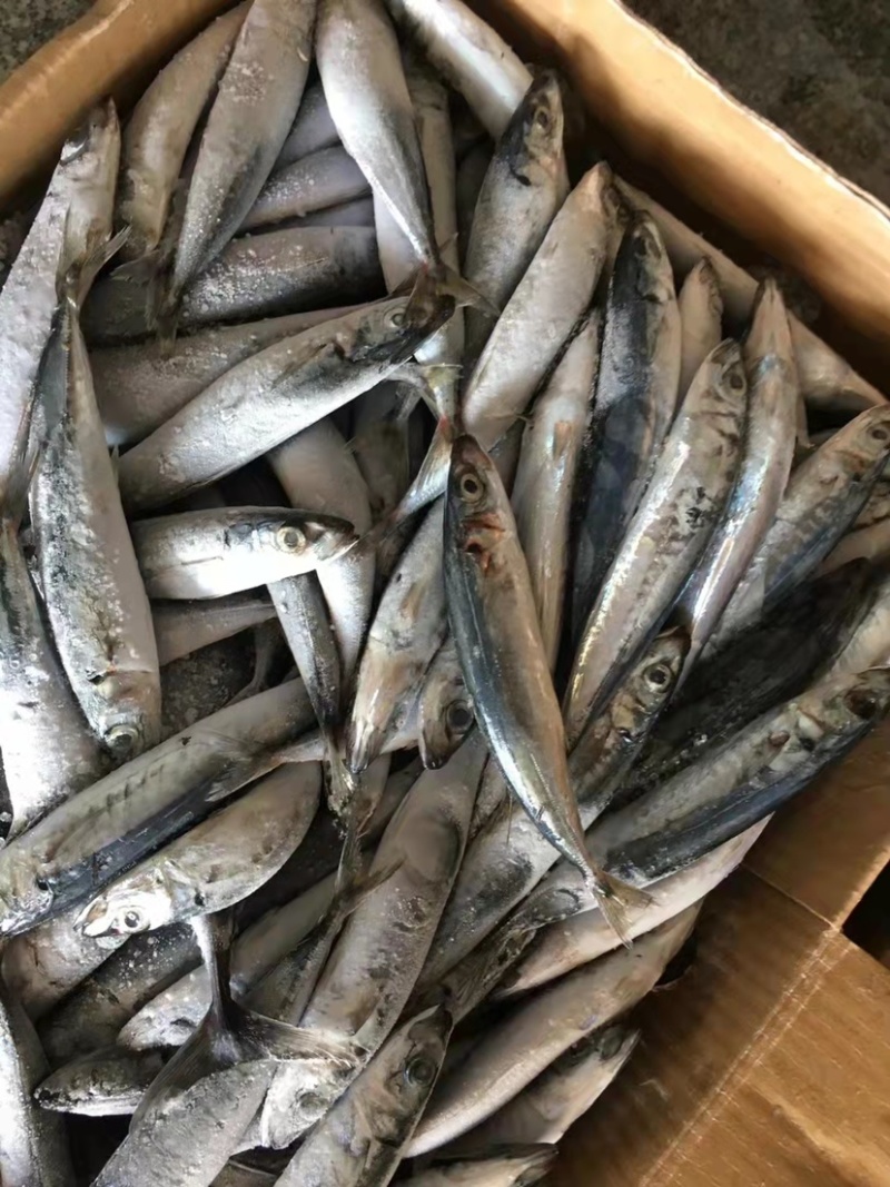 灯光四破竹吧竹叶巴郎鱼20条以内一斤