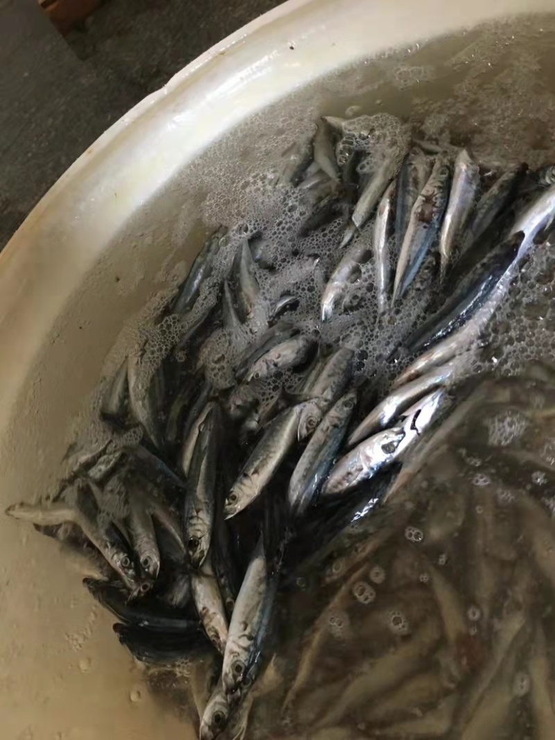 灯光四破竹吧竹叶巴郎鱼20条以内一斤