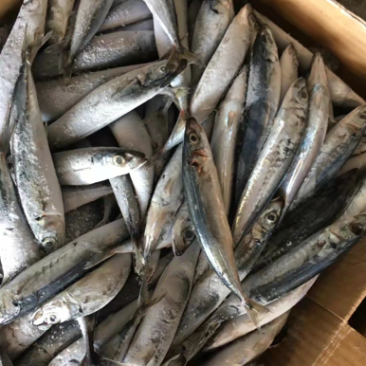 灯光四破竹吧竹叶巴郎鱼20条以内一斤
