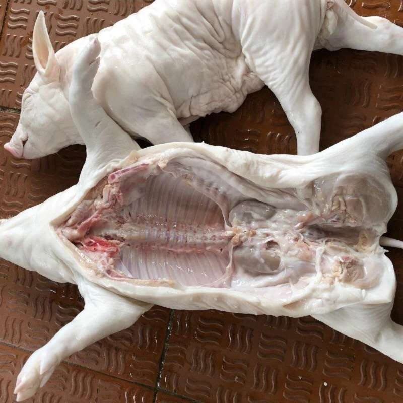 乳猪，小耳朵乳猪，2--40公斤大量现货，确保新鲜