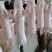 乳猪，小耳朵乳猪，2--40公斤大量现货，确保新鲜