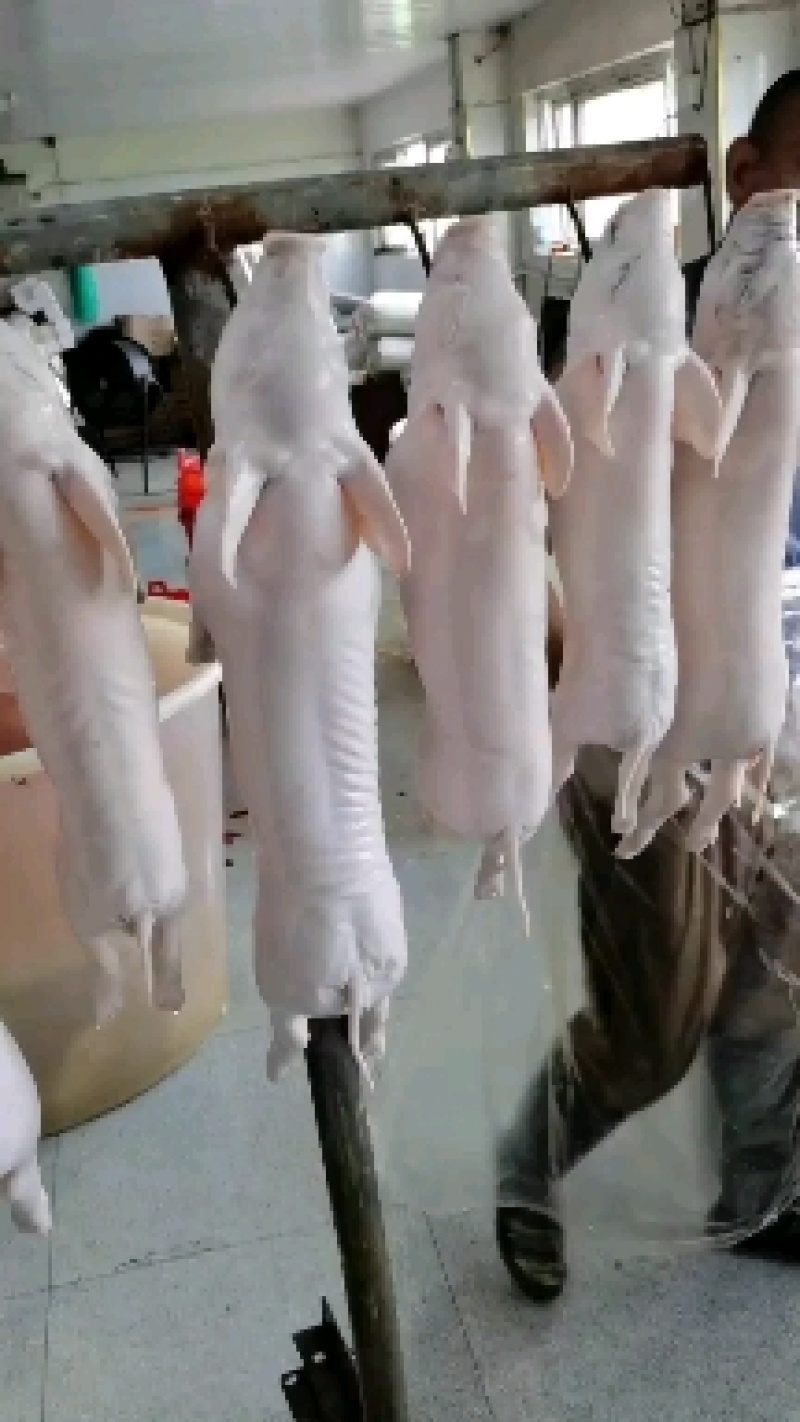 乳猪，小耳朵乳猪，2--40公斤大量现货，确保新鲜