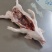 乳猪，小耳朵乳猪，2--40公斤大量现货，确保新鲜