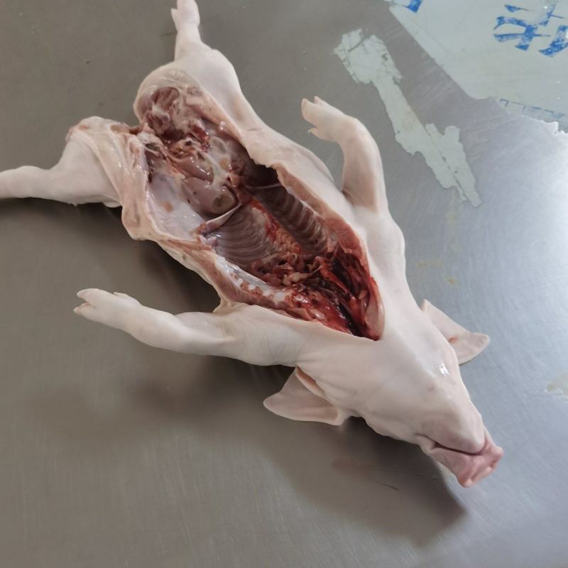 乳猪，小耳朵乳猪，2--40公斤大量现货，确保新鲜
