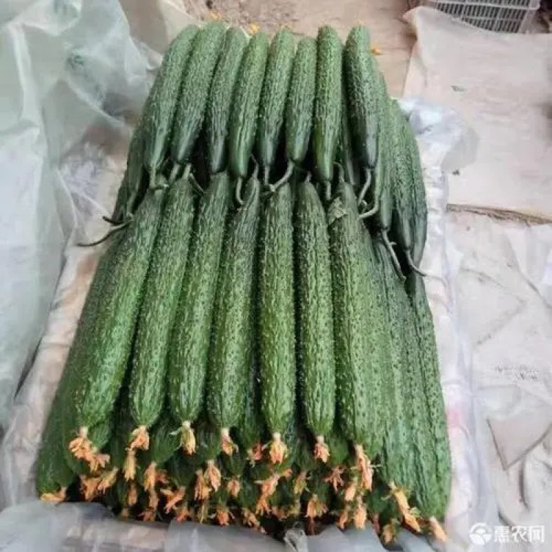 河南密刺黄瓜顶花油瓜绿瓤绿瓜量大质优基地发货