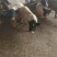 巴马香猪藏香猪宠物小香猪基地出售怀孕巴马香猪厂价直销