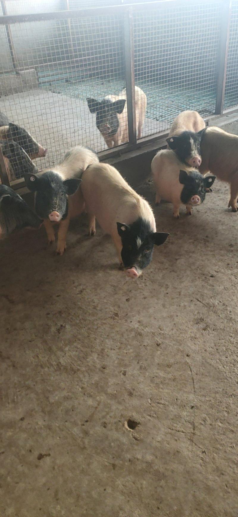巴马香猪藏香猪宠物小香猪基地出售怀孕巴马香猪厂价直销