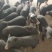 巴马香猪藏香猪宠物小香猪基地出售怀孕巴马香猪厂价直销