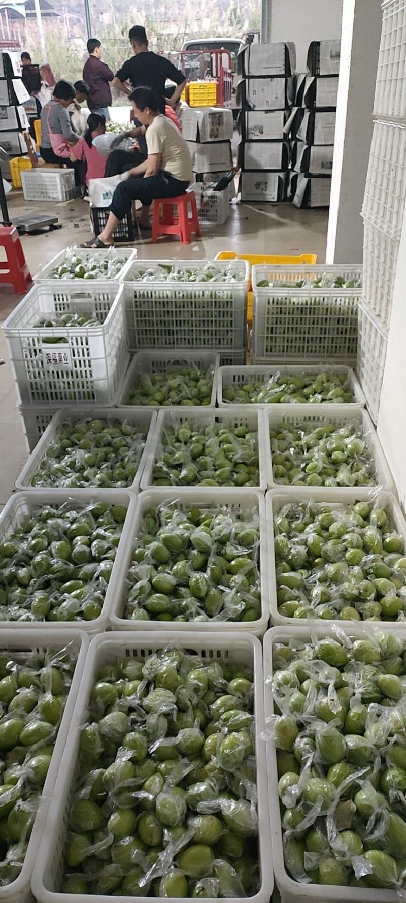 广西贵港市平南县蜜丝枣