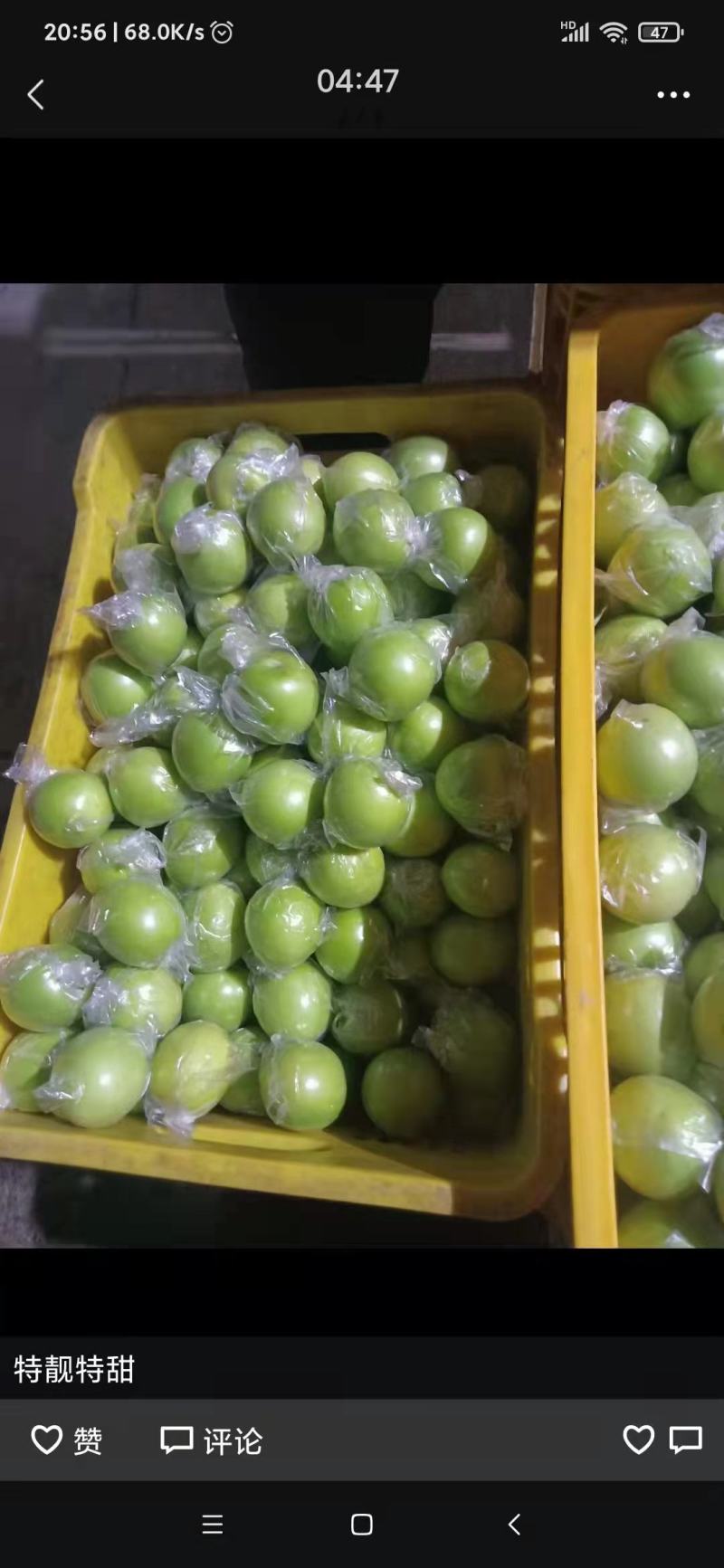 广西贵港市平南县蜜丝枣