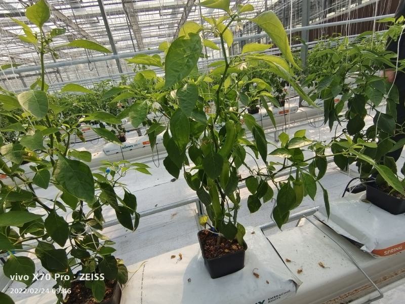 穴盘控根器，育苗盘育苗基质育苗穴盘