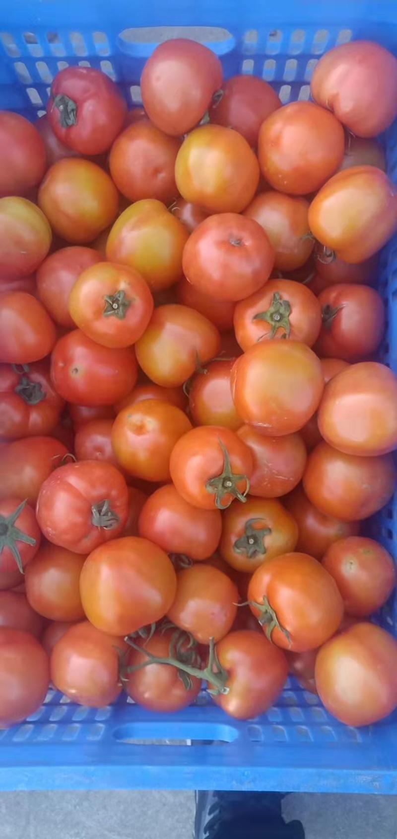 大红西红柿，大量上市，价格实惠，欢迎进店选购