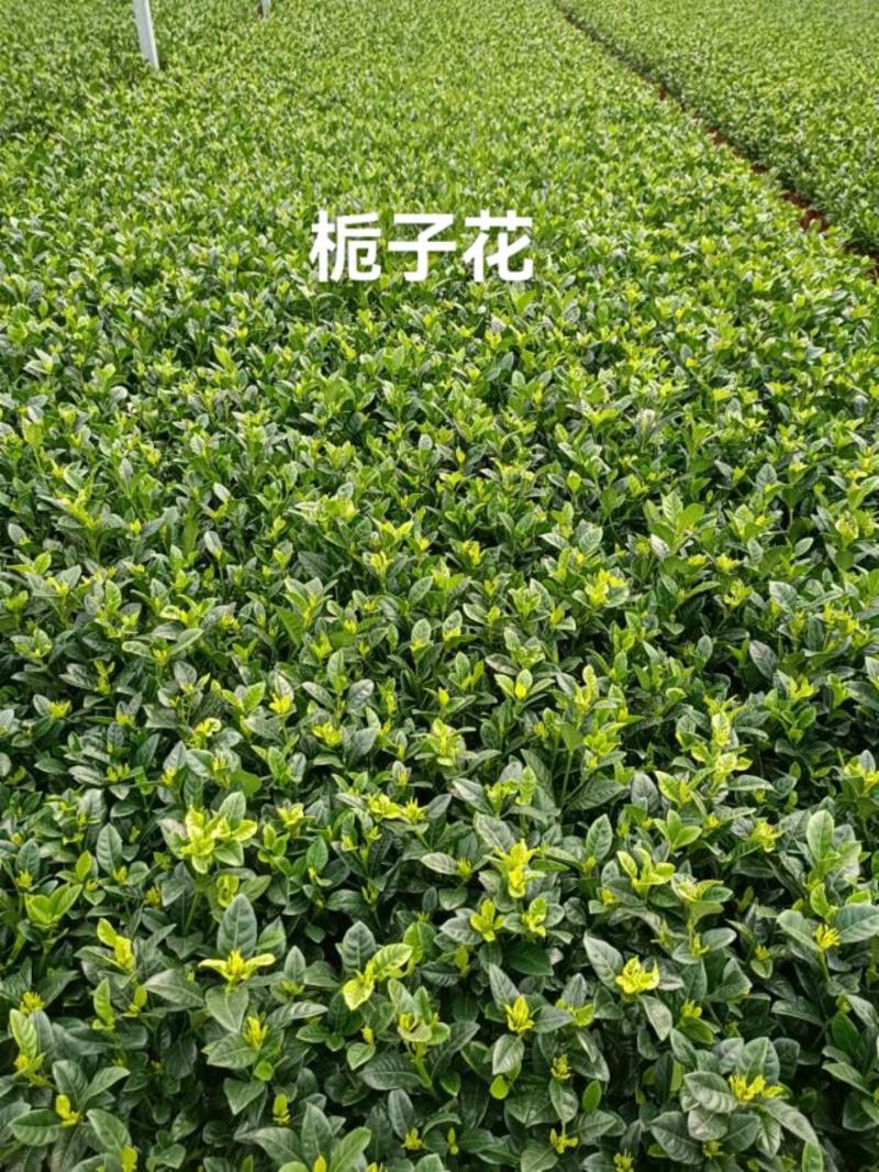 上海基地现货：花叶蔓可用于植物墙