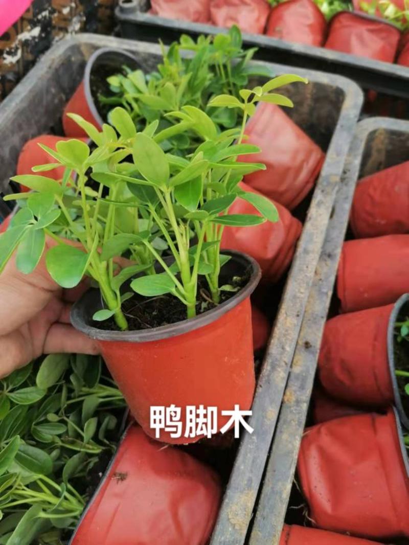上海基地现货：花叶蔓可用于植物墙