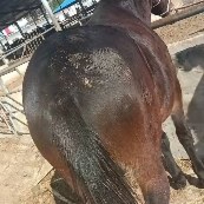 驮东西的大骡子超低价出售中，一匹也全国发货，货到付款。