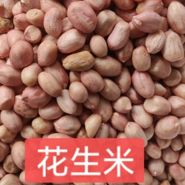 花生米，大颗粒，农副产品，直销，一件起批。