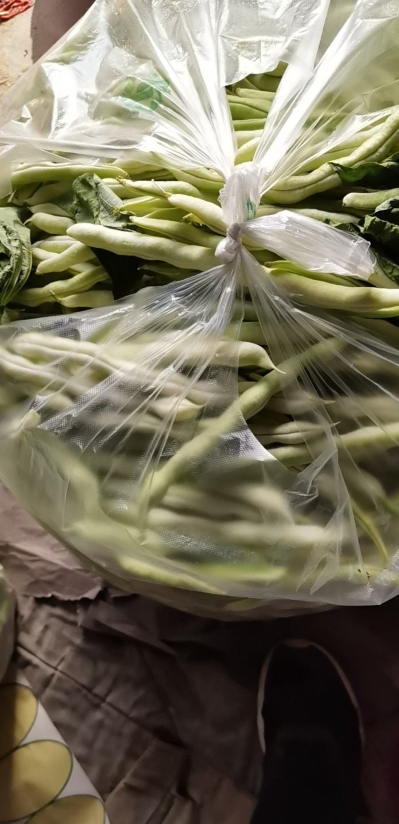 精品芸豆刚下量大质量好芸豆钱绿色有无丝豆一九粒白芸豆有