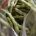 精品芸豆刚下量大质量好芸豆钱绿色有无丝豆一九粒白芸豆有