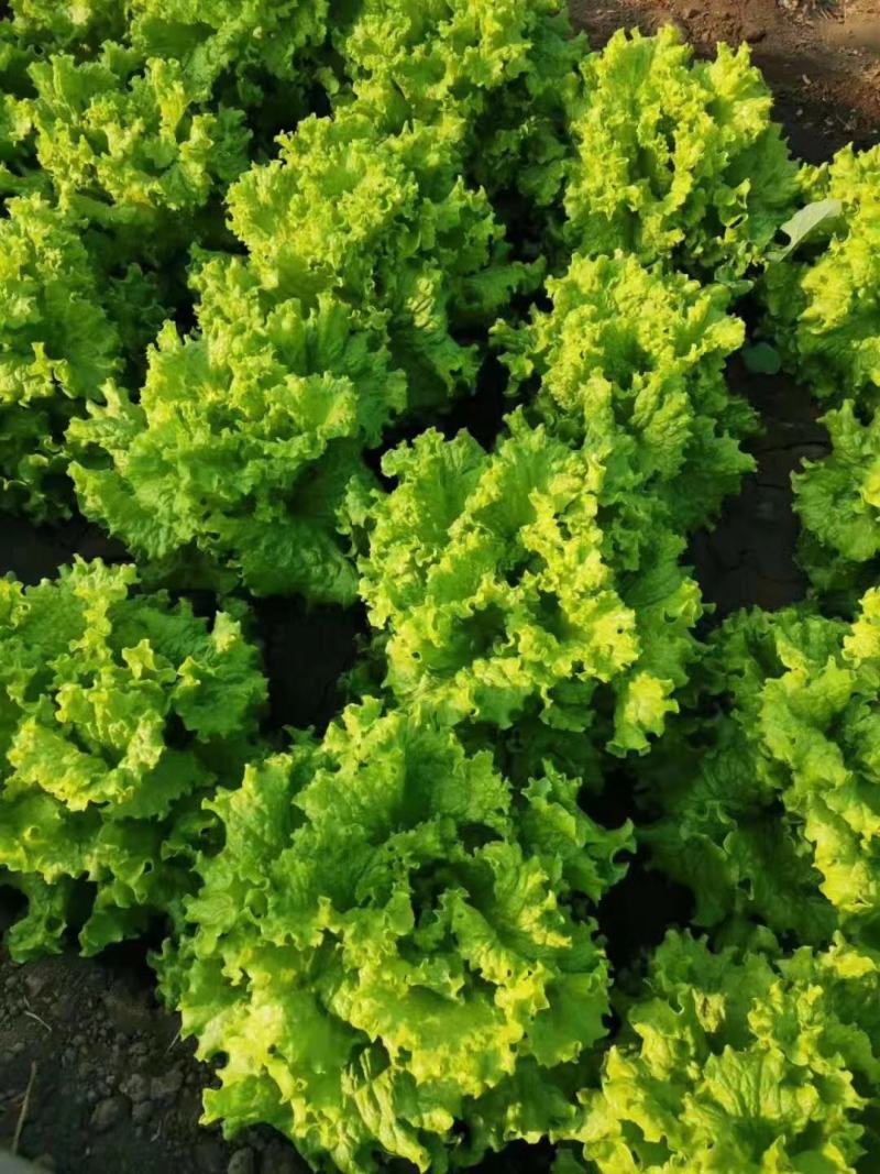 大量供应优质生菜
