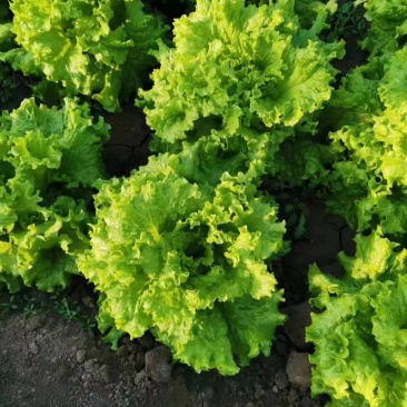 大量供应优质生菜